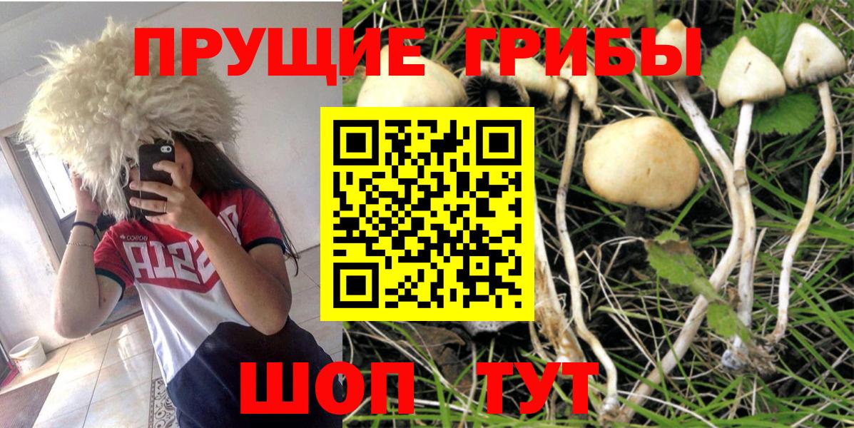 Псилоцибиновые грибы Psilocybe Ессентуки